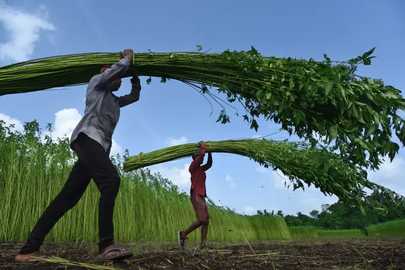 Golden fibre. Greener future.