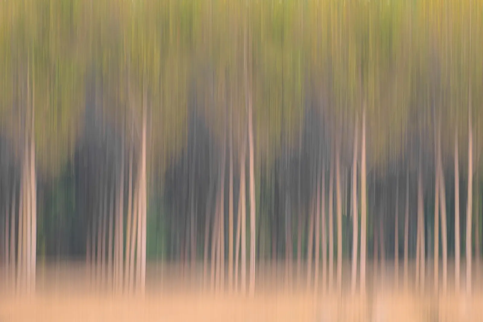 Paesaggio lento — immagine 6