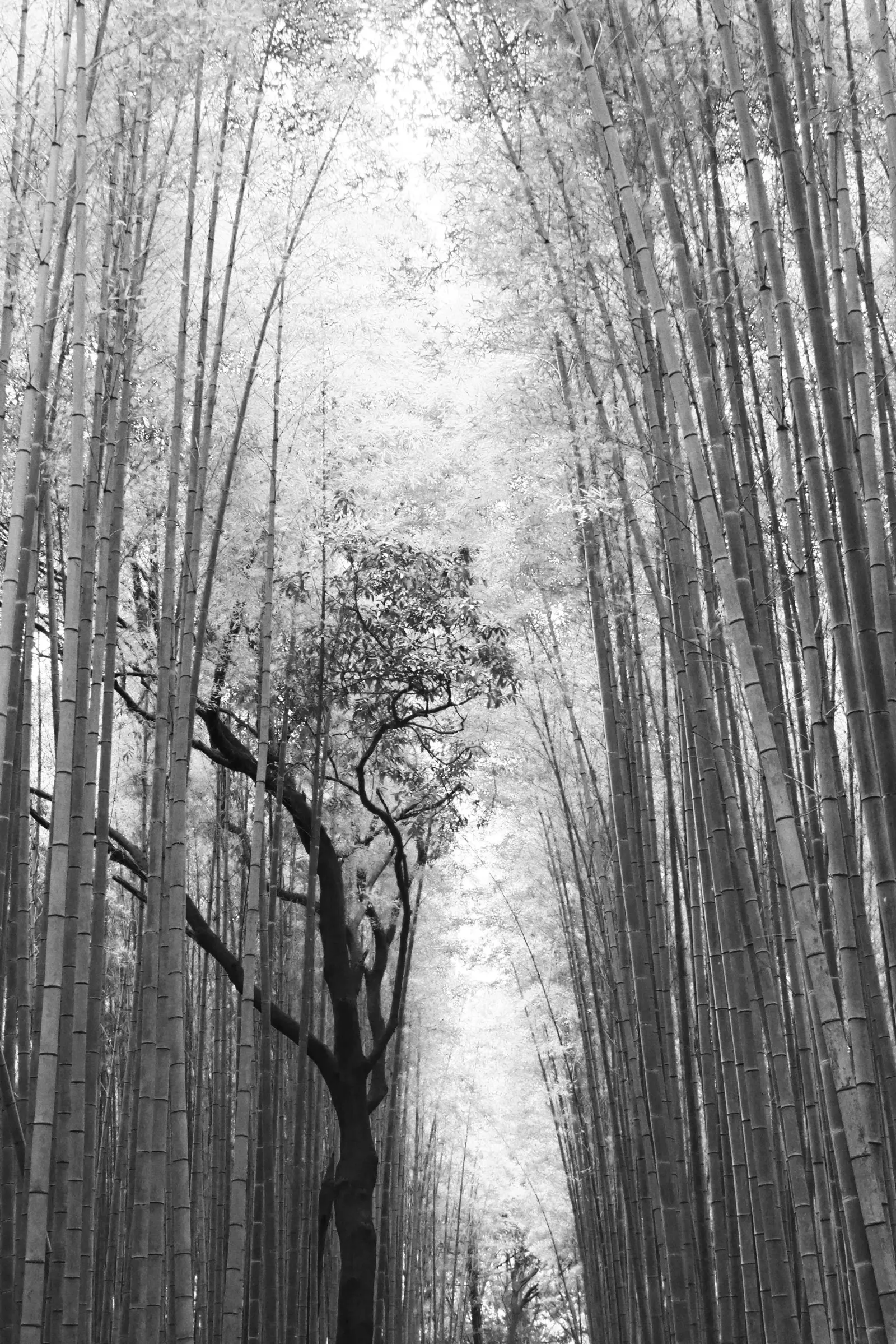 Raw Materia — immagine 4