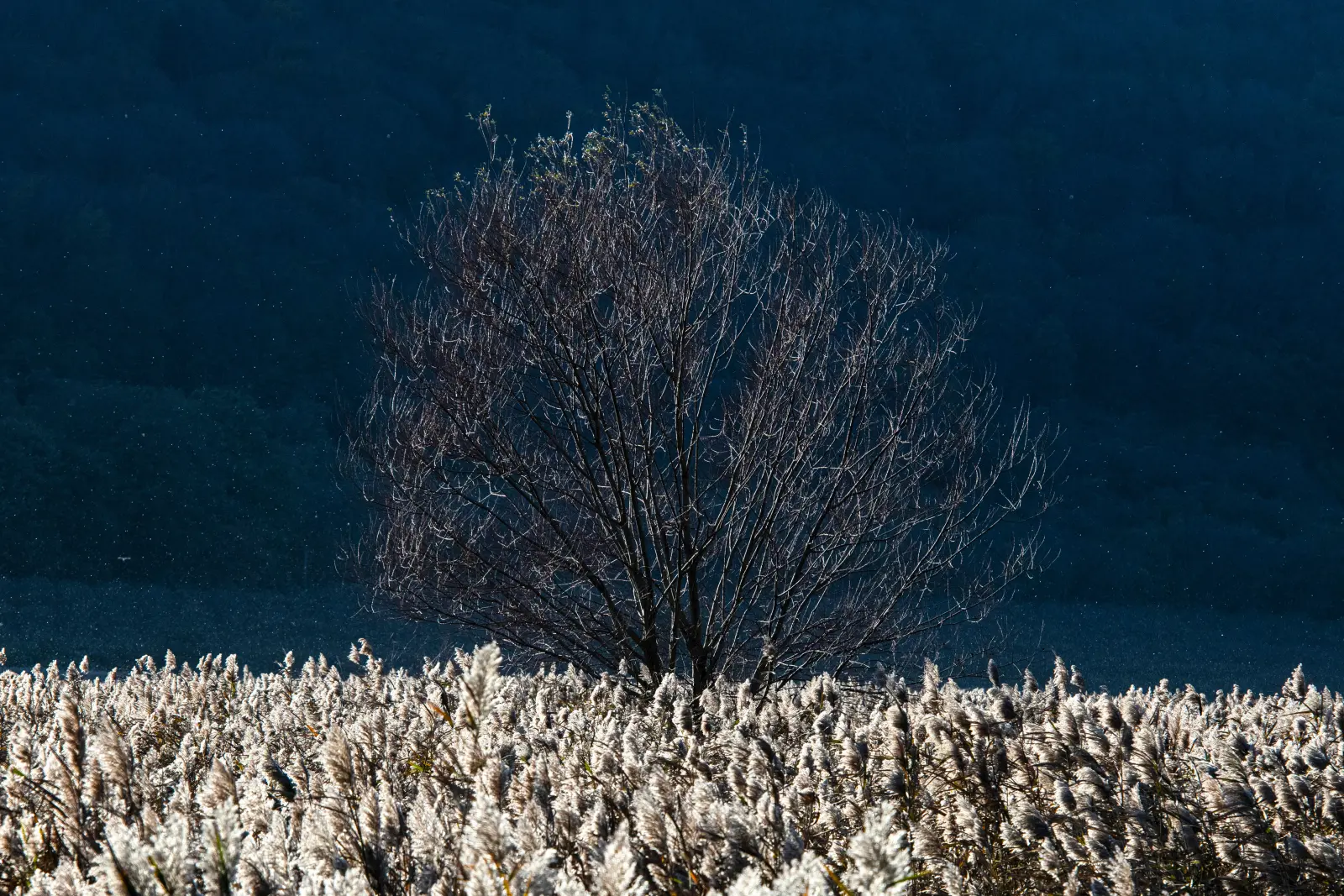 AniccA — immagine 5
