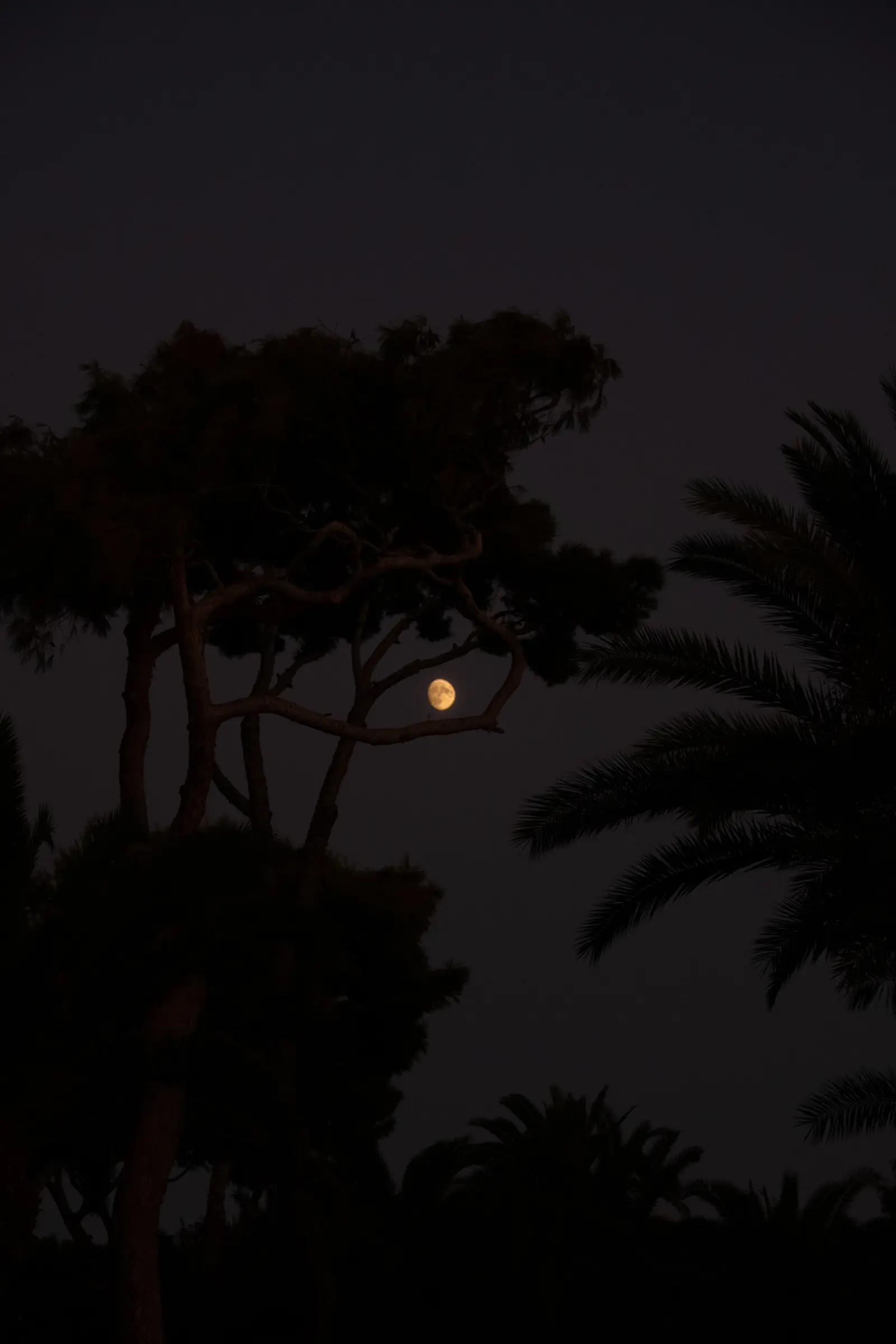 Verso Sera — immagine 5