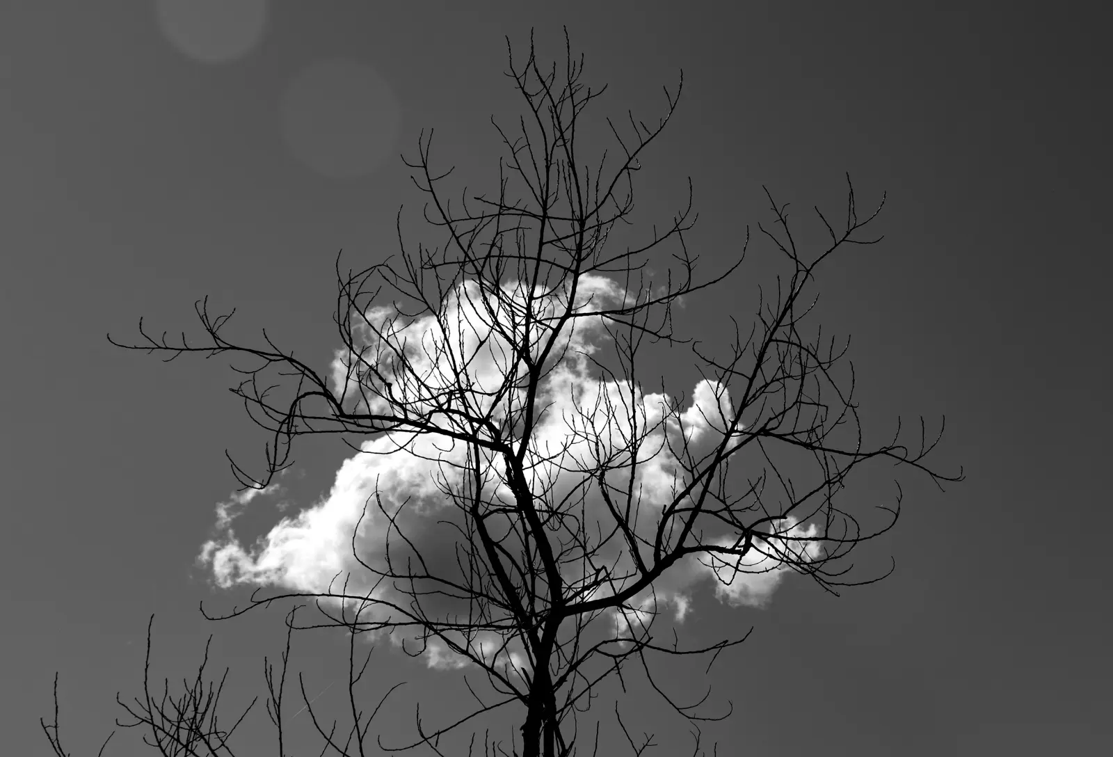 Freelance Phptpgrapher — immagine 8